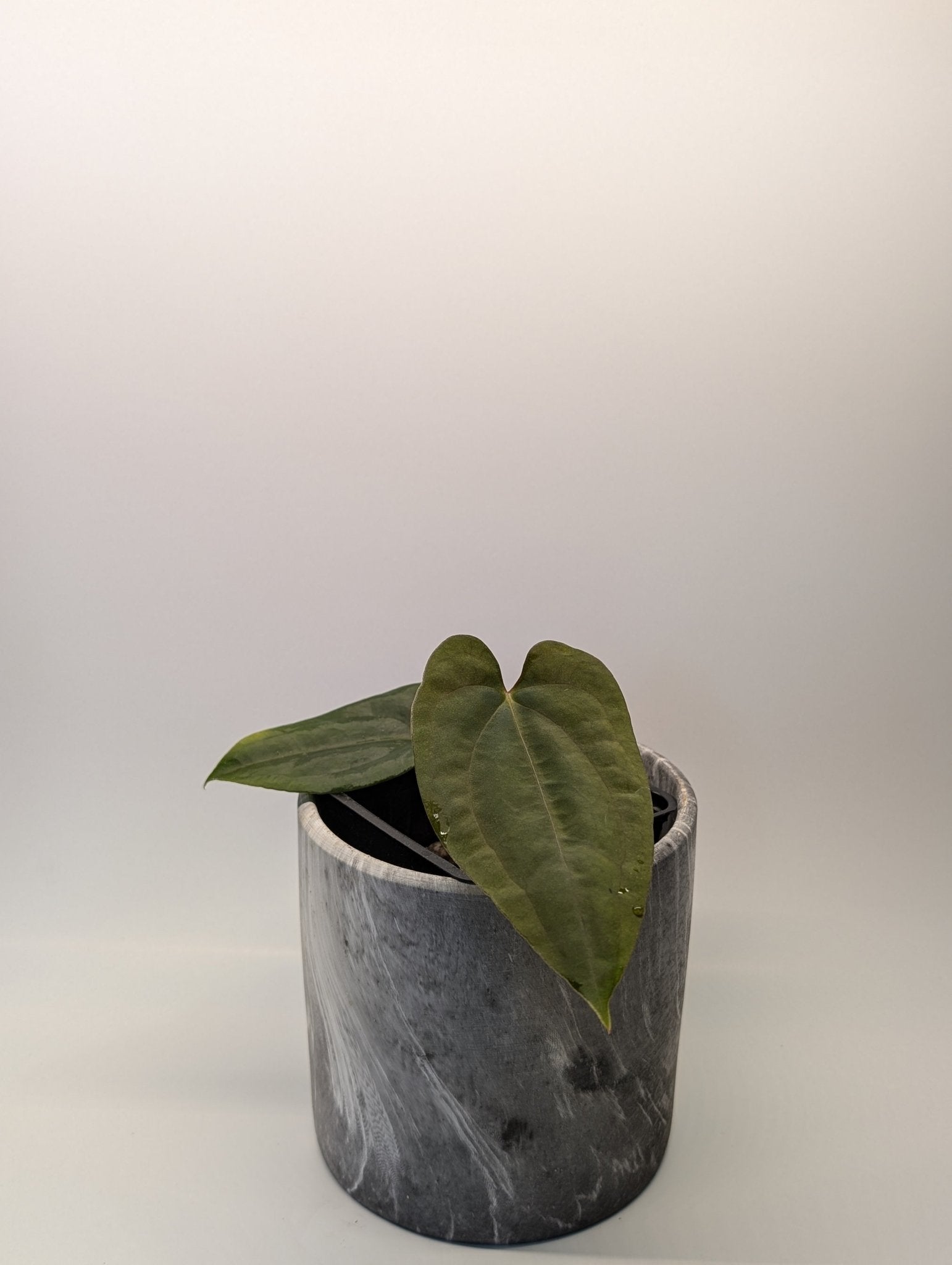 Anthurium (FSRL x FS S1) x (BVEP x Panamama 3.0) - Botanical Rarities