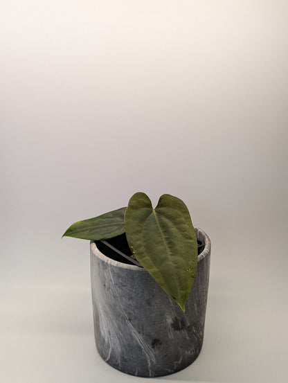 Anthurium (FSRL x FS S1) x (BVEP x Panamama 3.0) - Botanical Rarities