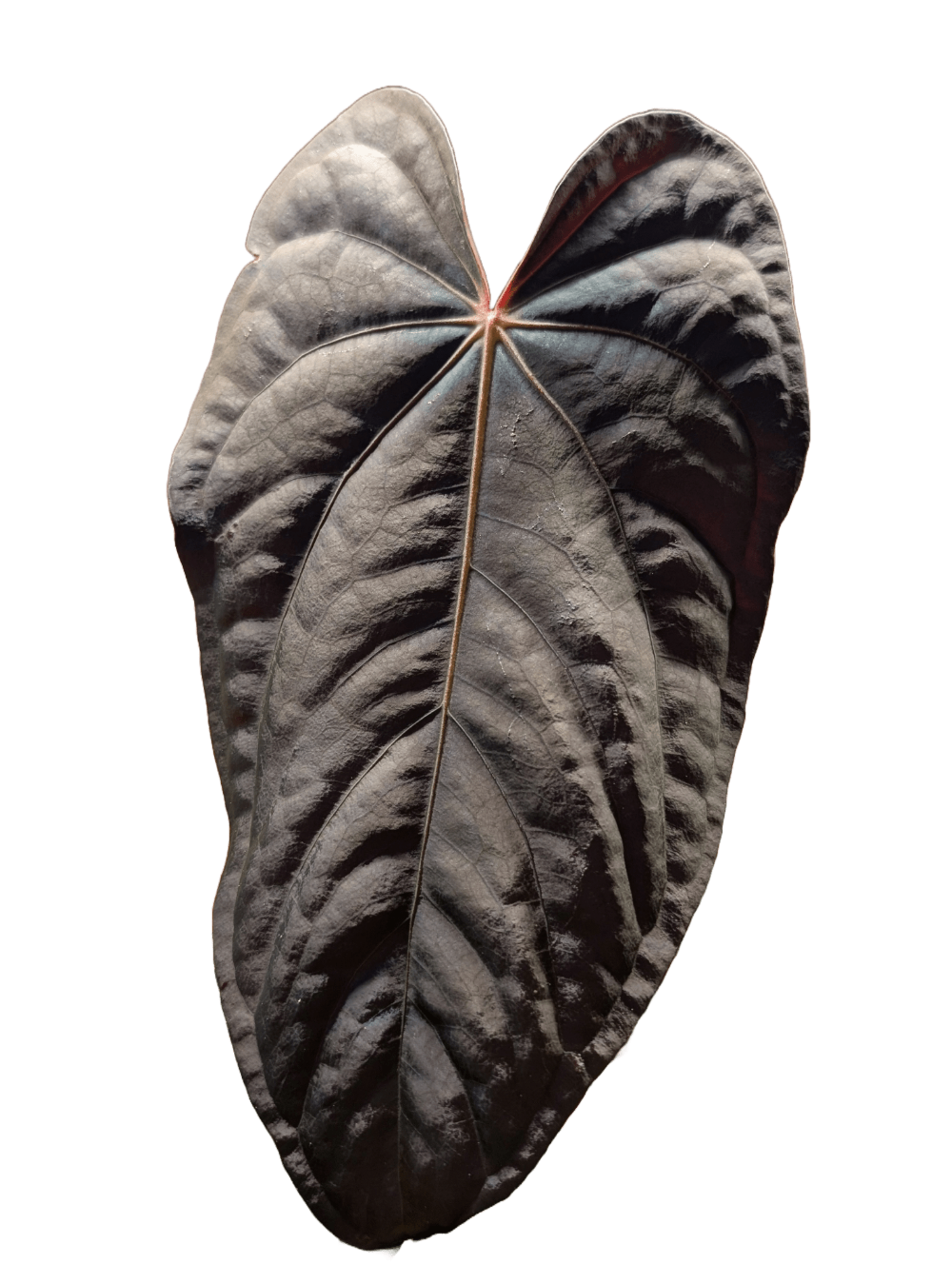 vspl anthurium Anthurium FSRL x Panamama 3.0 (Jay Vanini) Signature Hybrid 4" Canada – Botanical Rarities