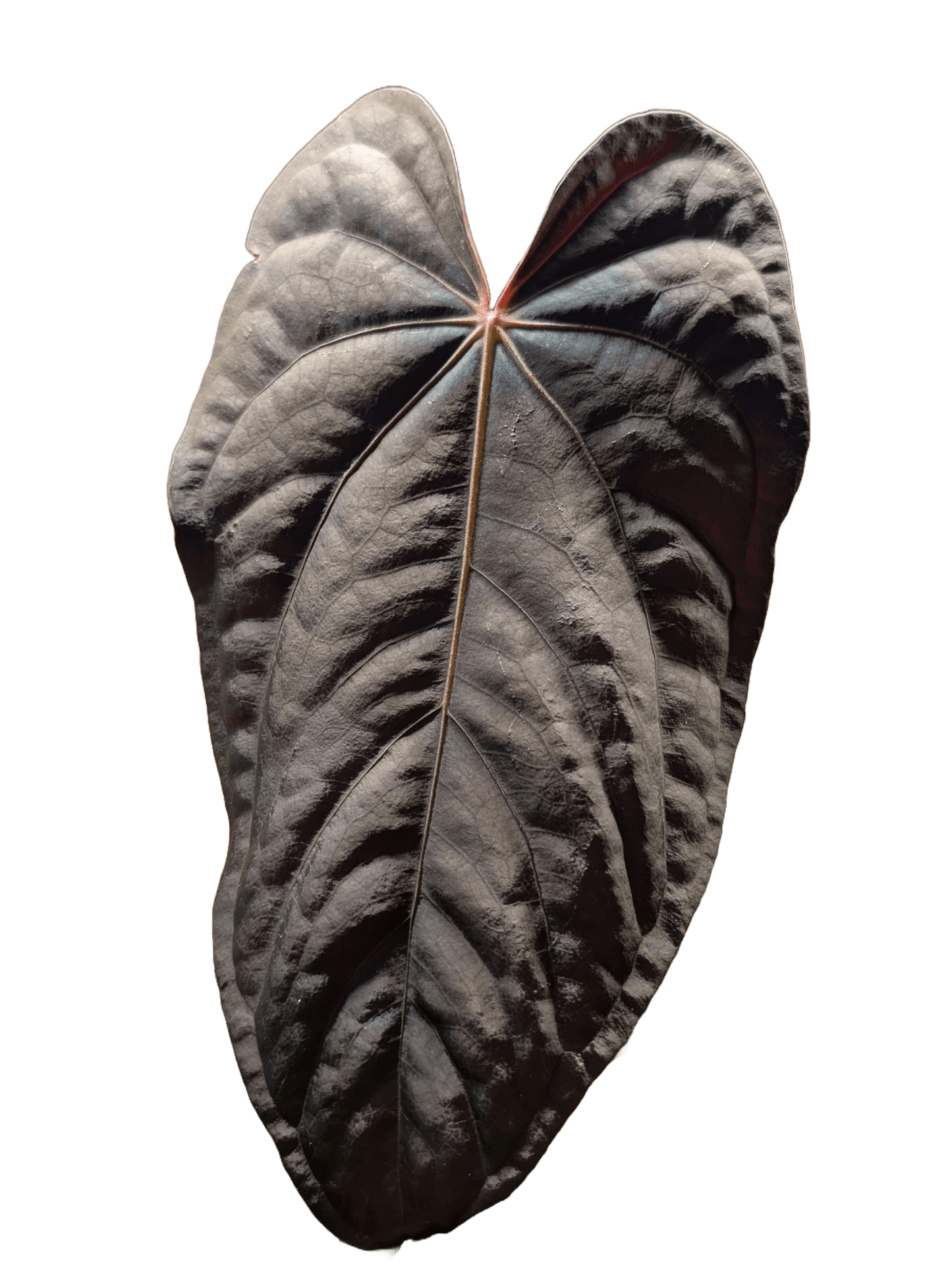 Anthurium (FSRL x FS S1) x (BVEP x Panamama 3.0) - Botanical Rarities