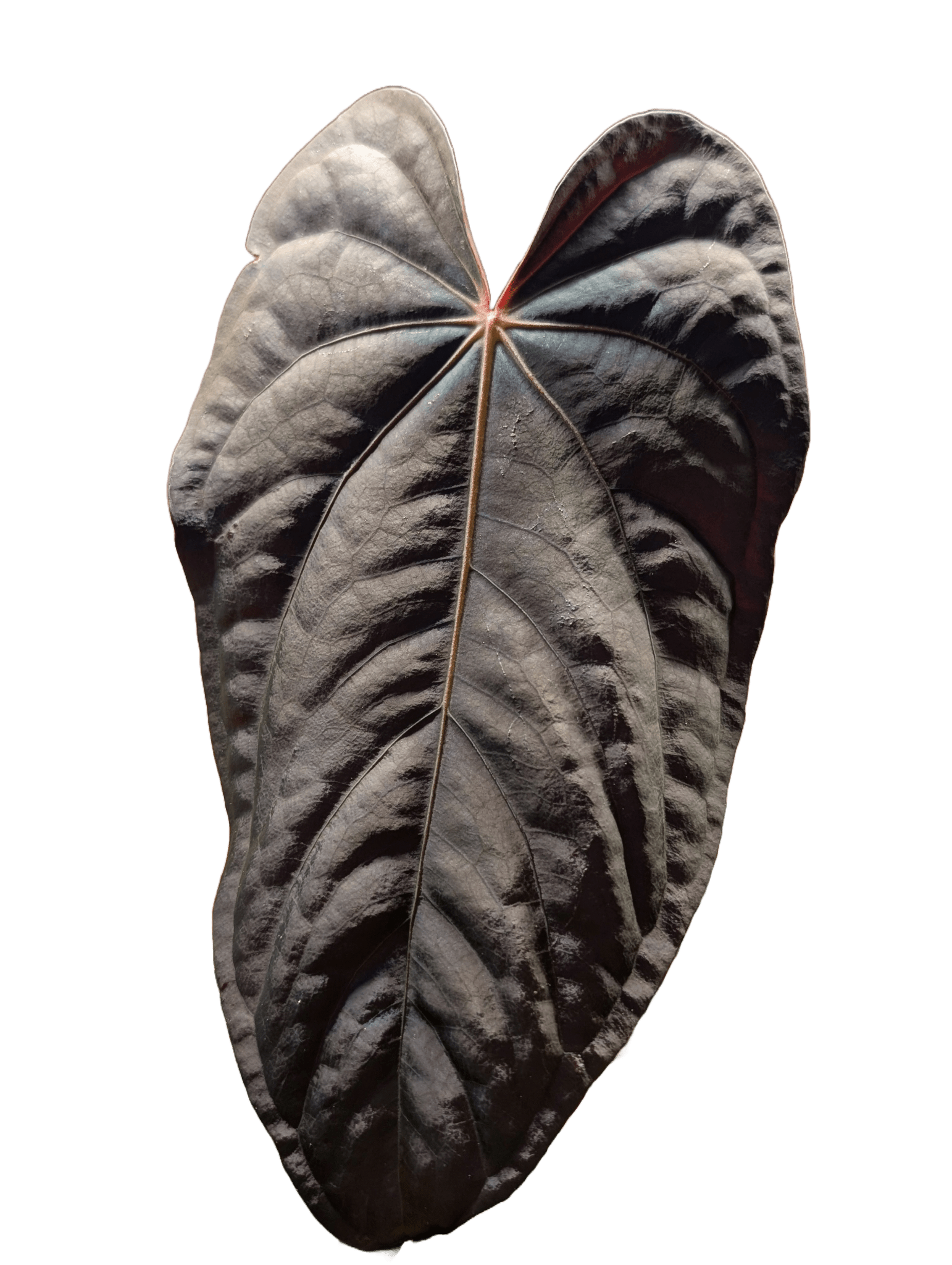 Anthurium (FSRL x FS S1) x (BVEP x Panamama 3.0) - Botanical Rarities