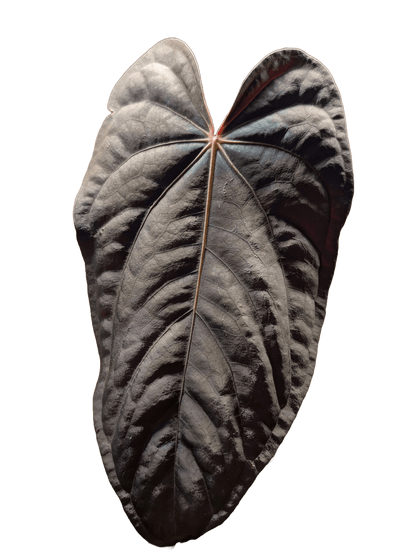 Anthurium (FSRL x FS S1) x (BVEP x Panamama 3.0) - Botanical Rarities