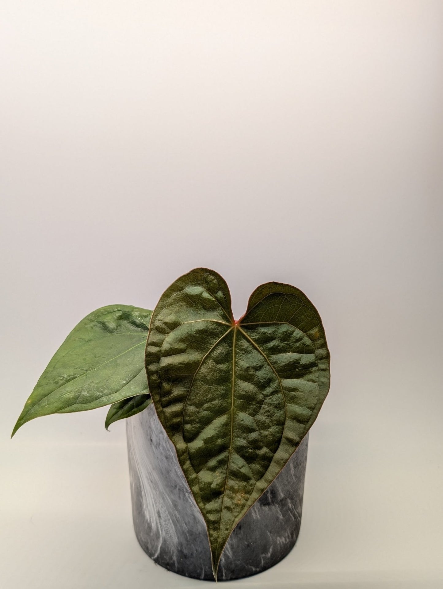 Anthurium Magnificum x Luxurians - Botanical Rarities