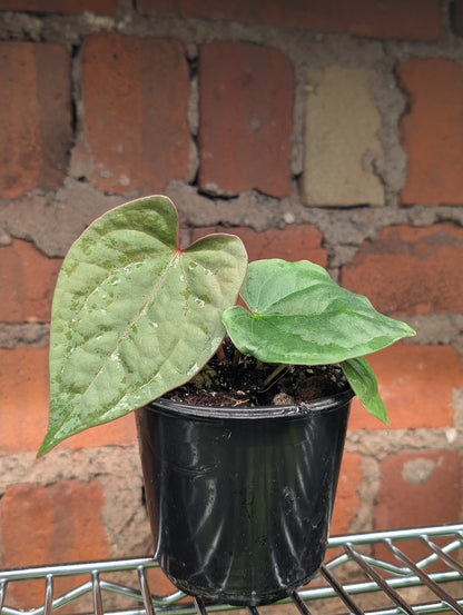 Anthurium Magnificum x Luxurians - Botanical Rarities