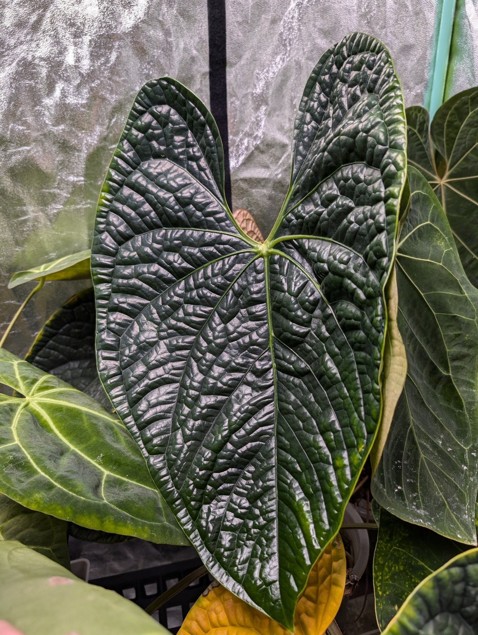 anthurium magnificum x luxurians Anthurium Magnificum x Luxurians