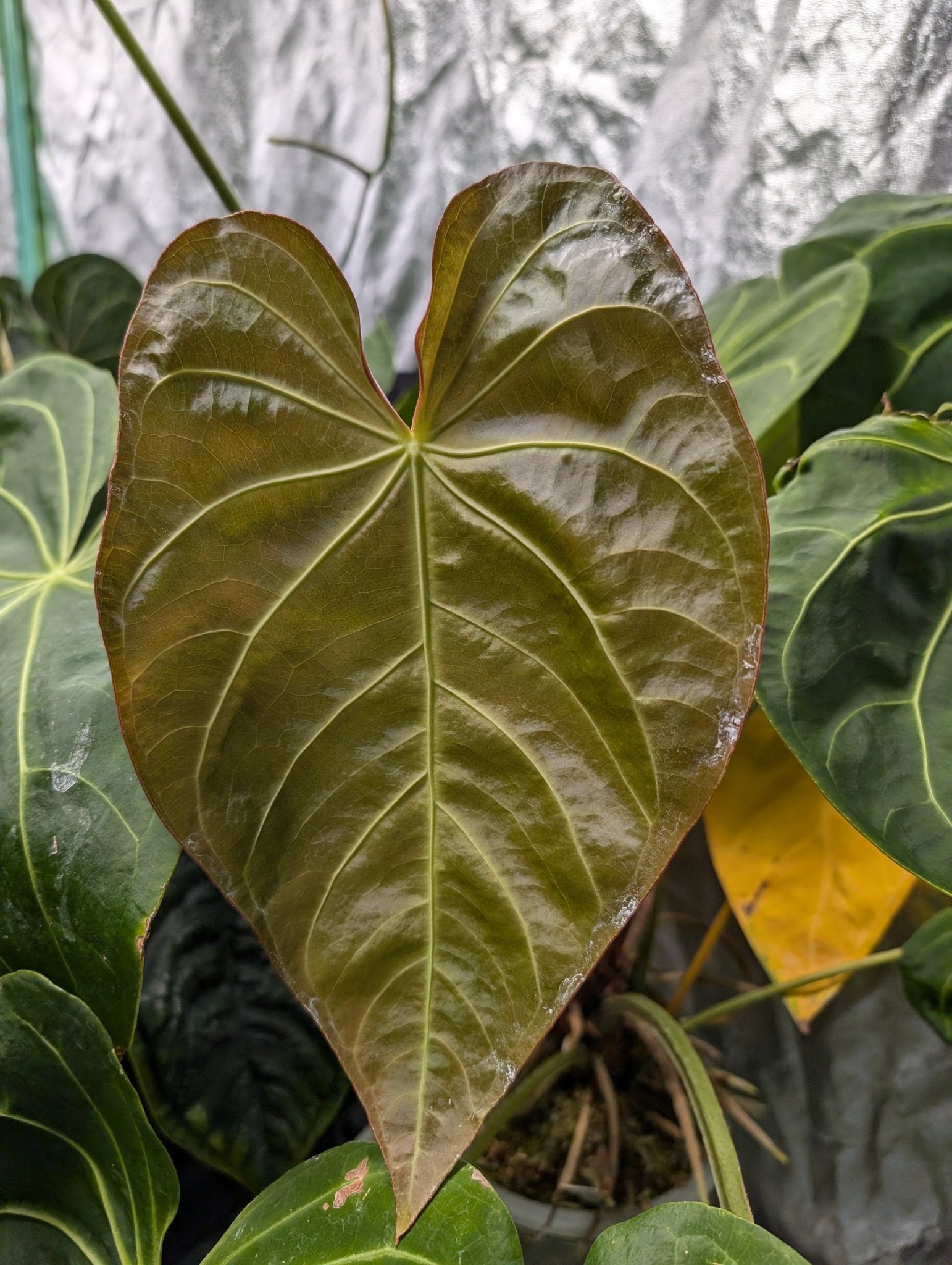 anthurium x andraeanum Anthurium Magnificum x Luxurians