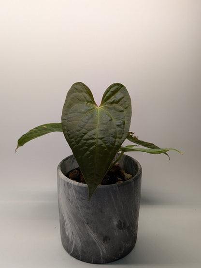 Anthurium Magnificum x Luxurians - Botanical Rarities