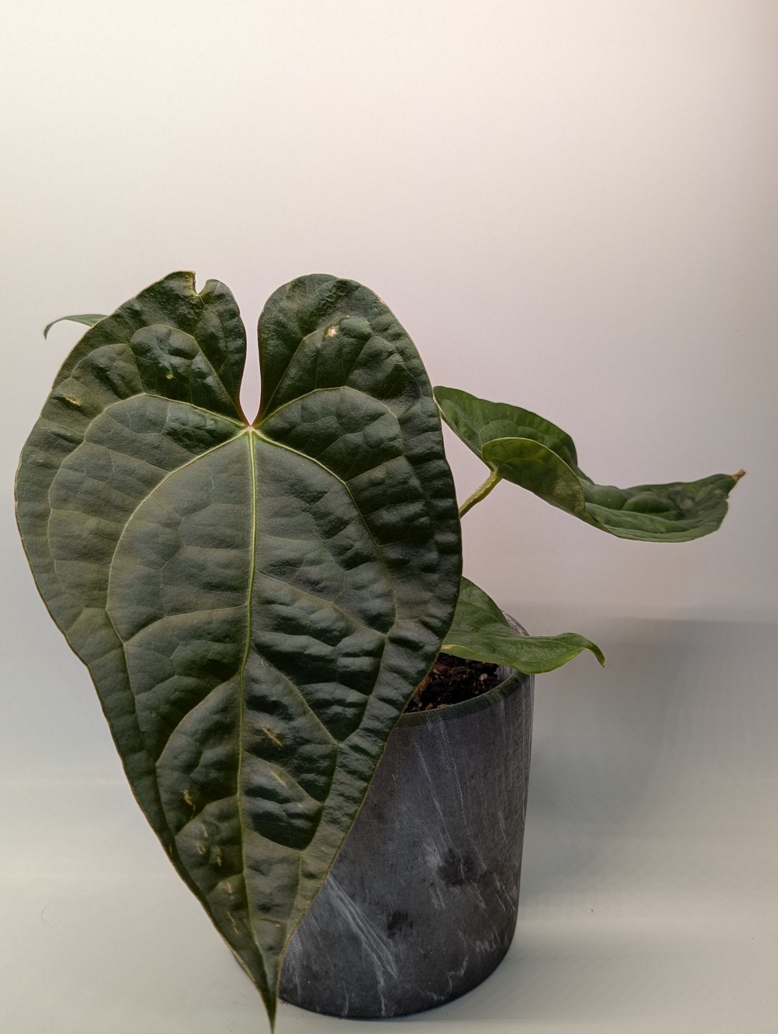 Anthurium Magnificum x Luxurians - Botanical Rarities