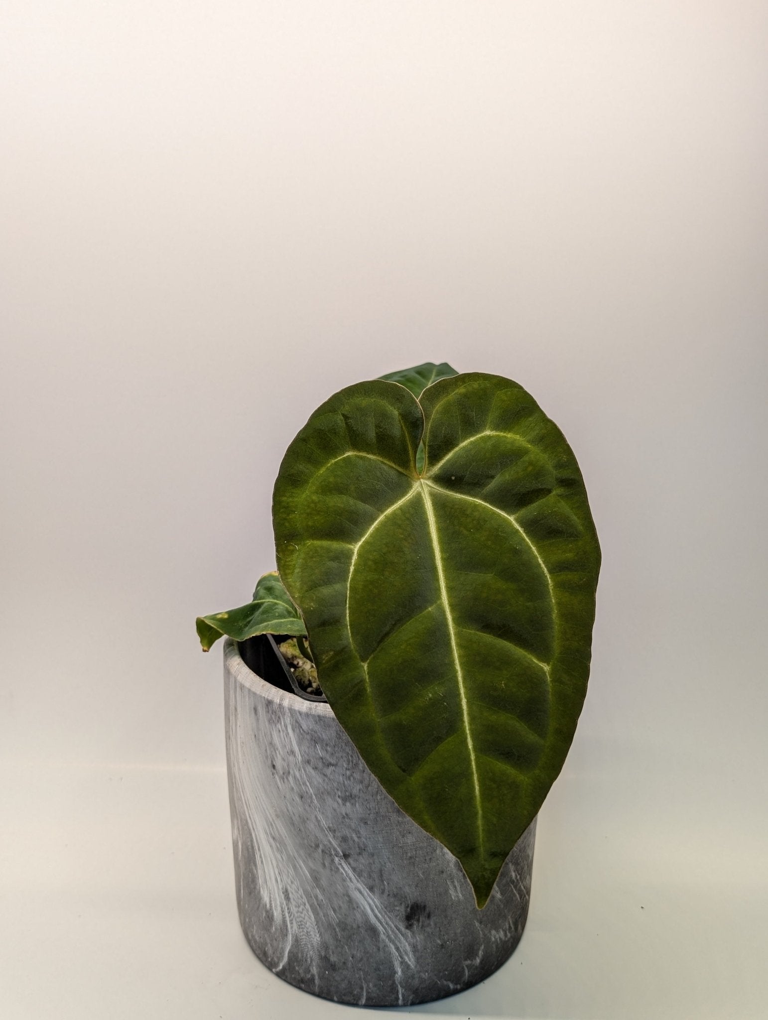 anthurium regale silver Anthurium Regale Hybrid