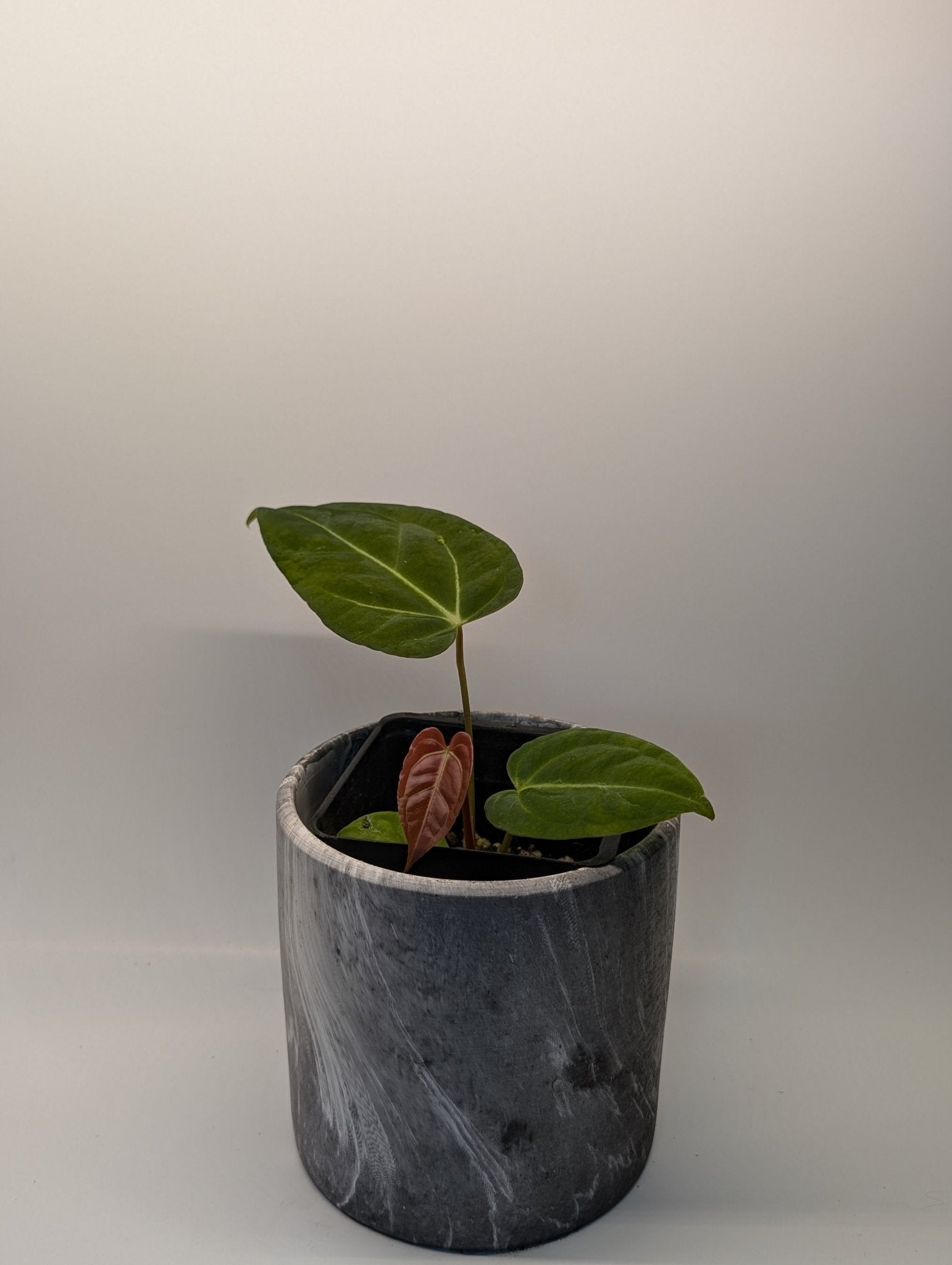 anthurium regale hybrid Anthurium Regale Hybrid