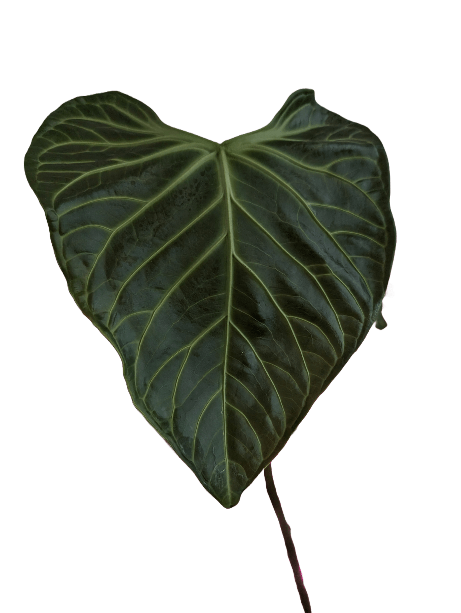 anthurium regale dark form Anthurium Regale Hybrid