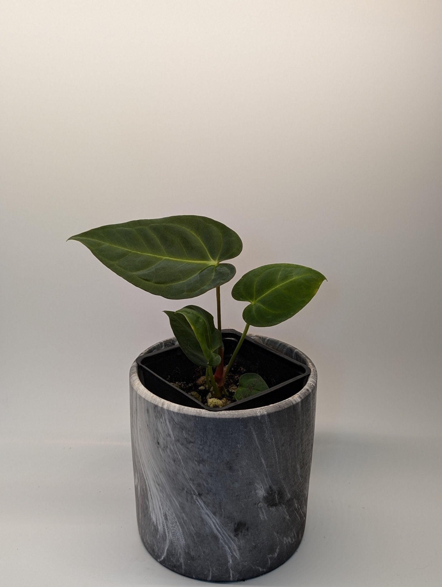 anthurium regale hybrid Anthurium Regale Hybrid