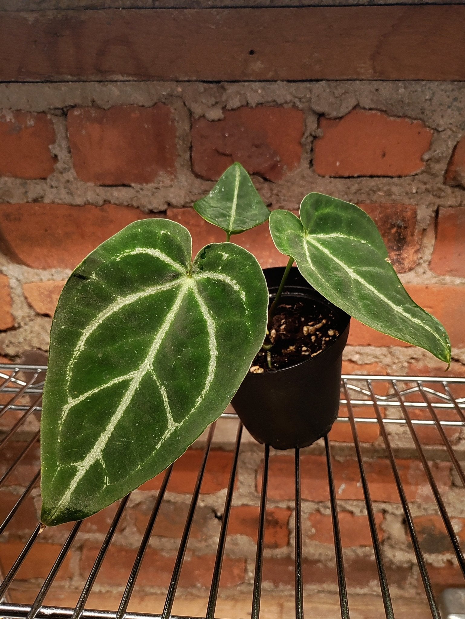 rare anthurium Rare Anthurium Silver Streak Hybrid