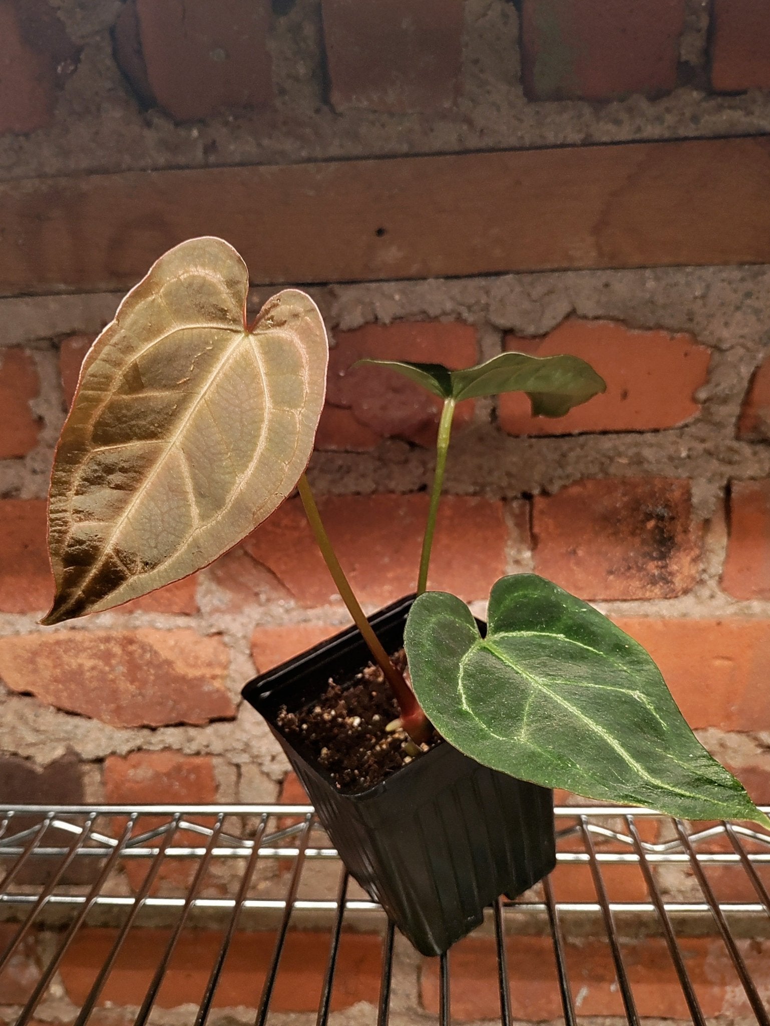 Anthurium Silver Streak Hybrid - Botanical Rarities