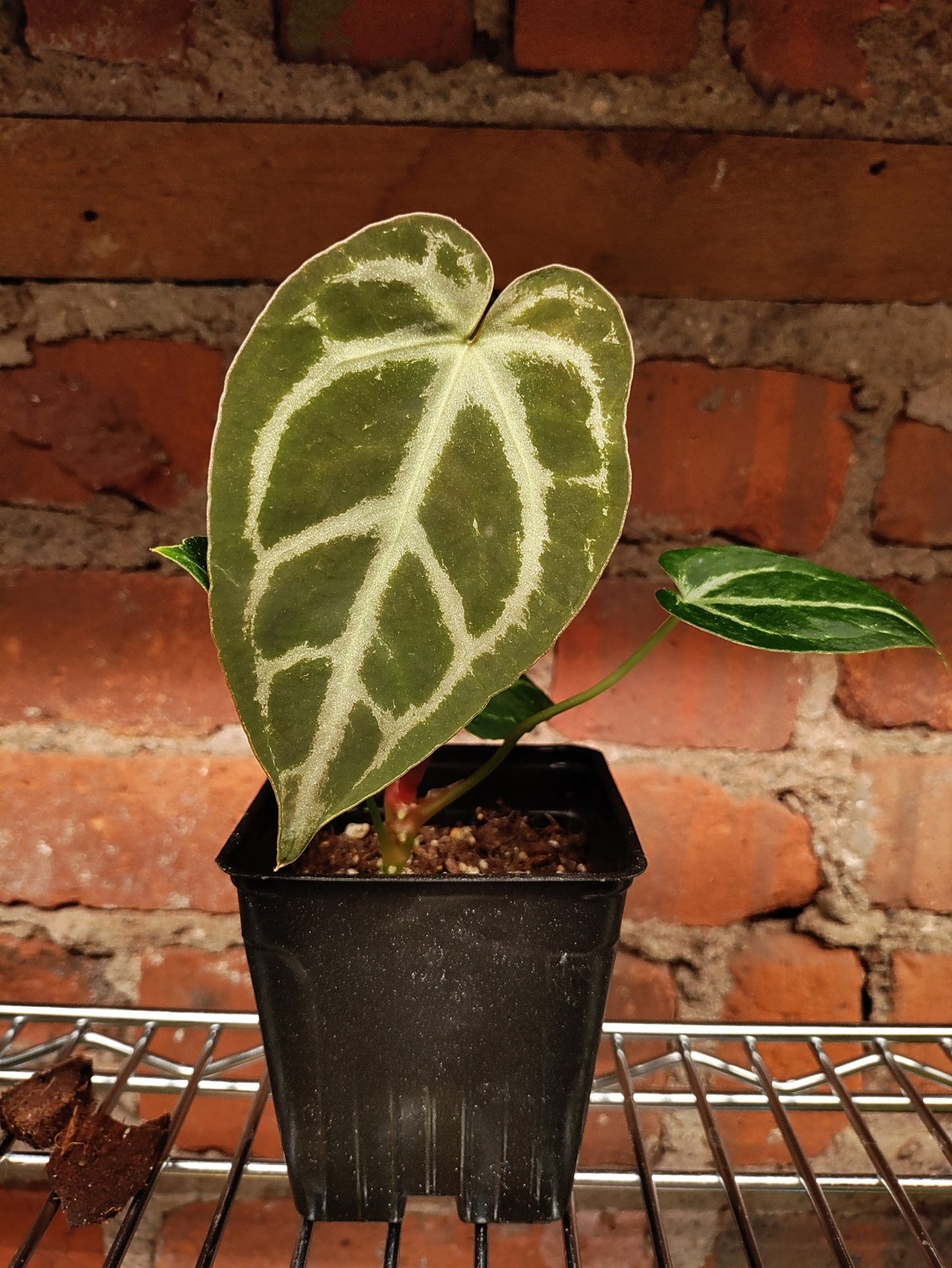 Anthurium Silver Streak Hybrid - Botanical Rarities