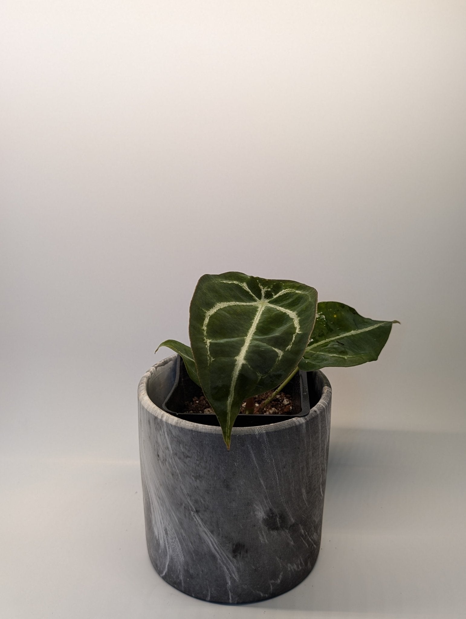 Anthurium Silver Streak x Forgetii - Botanical Rarities