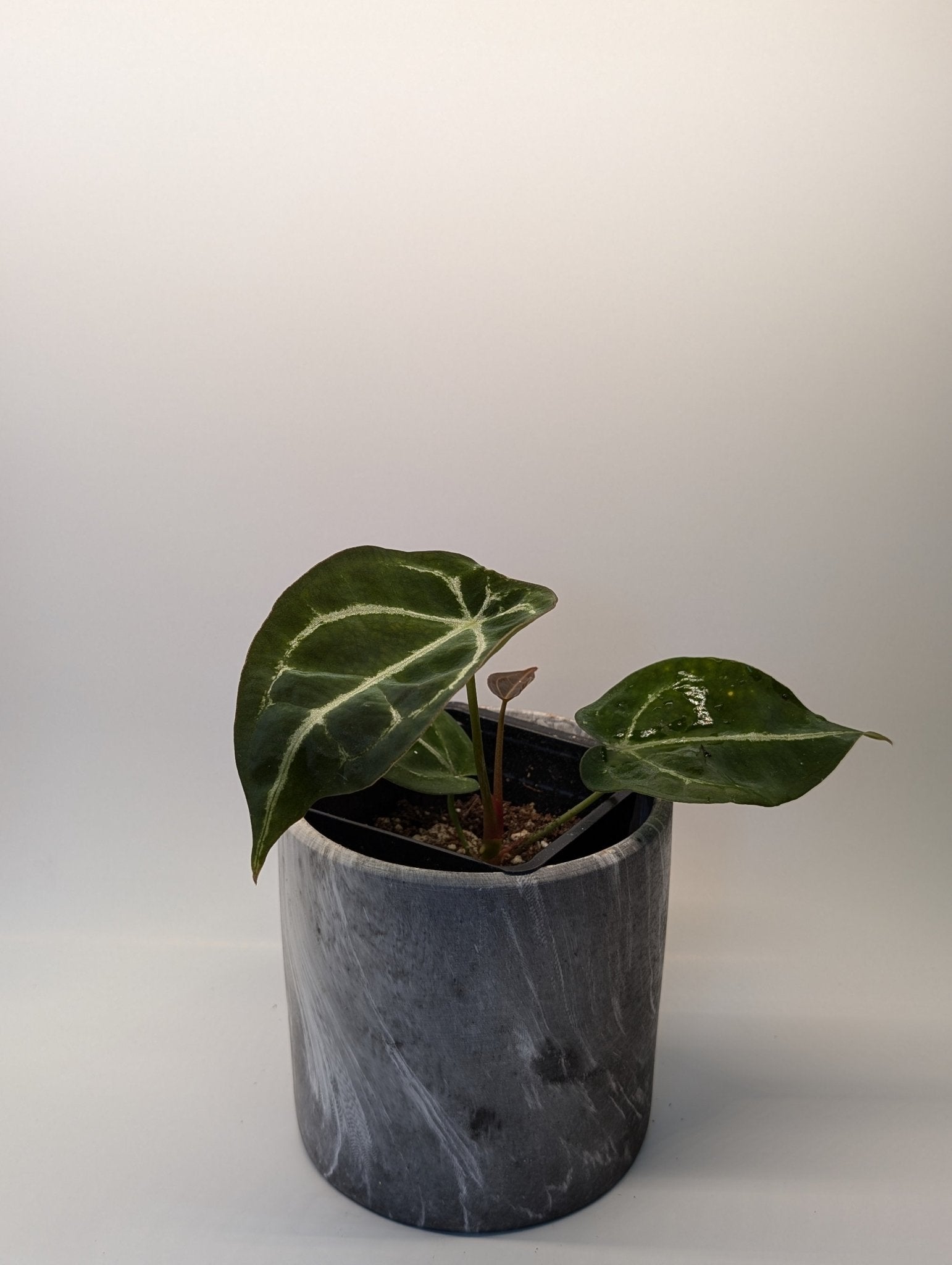 Anthurium Silver Streak x Forgetii - Botanical Rarities
