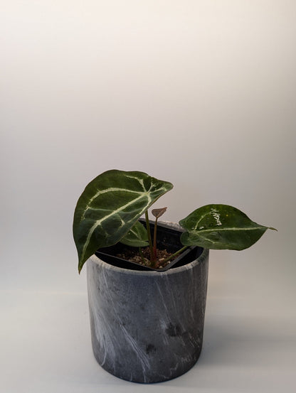 Anthurium Silver Streak x Forgetii - Botanical Rarities