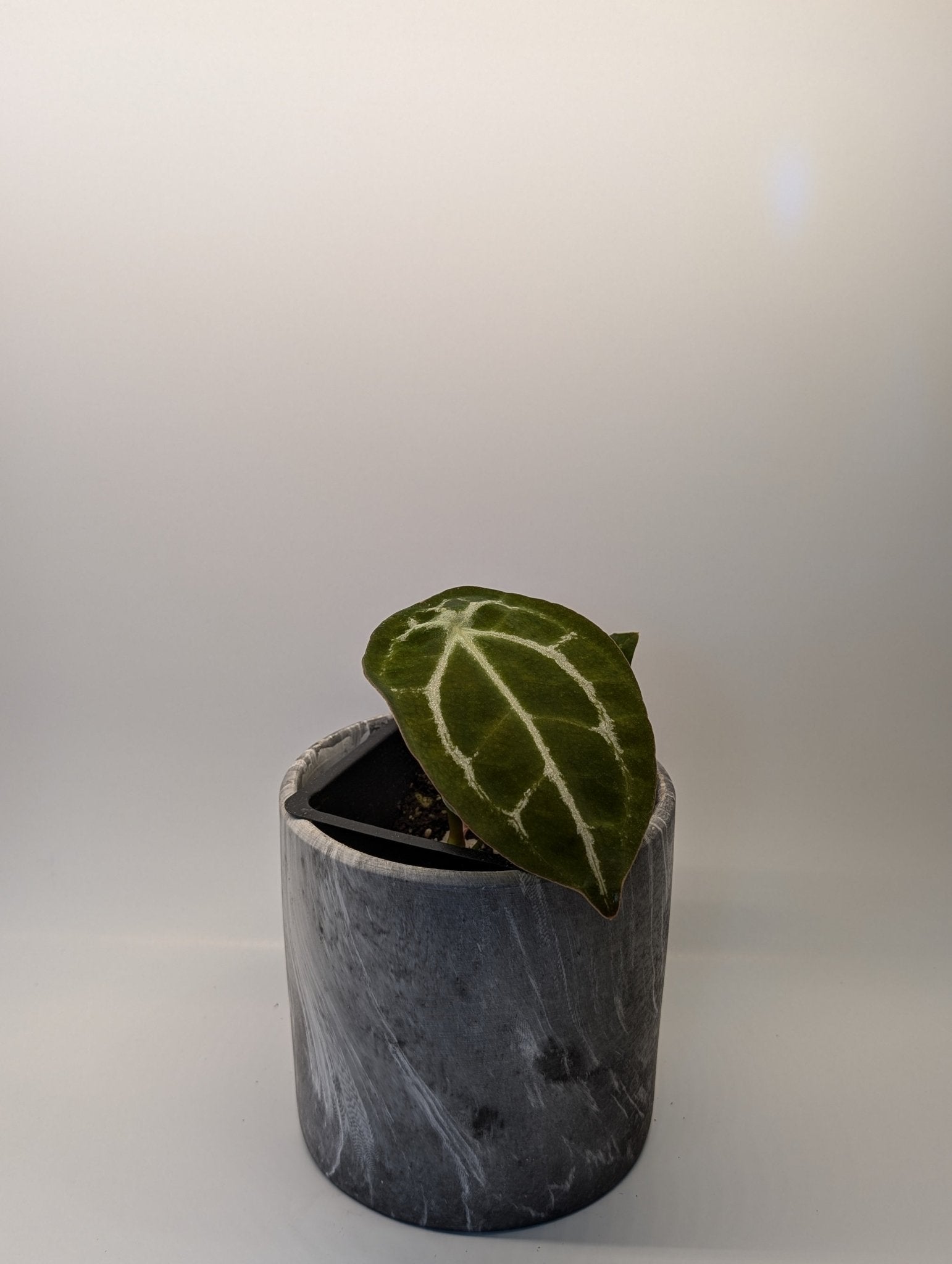 Anthurium Silver Streak x Forgetii - Botanical Rarities