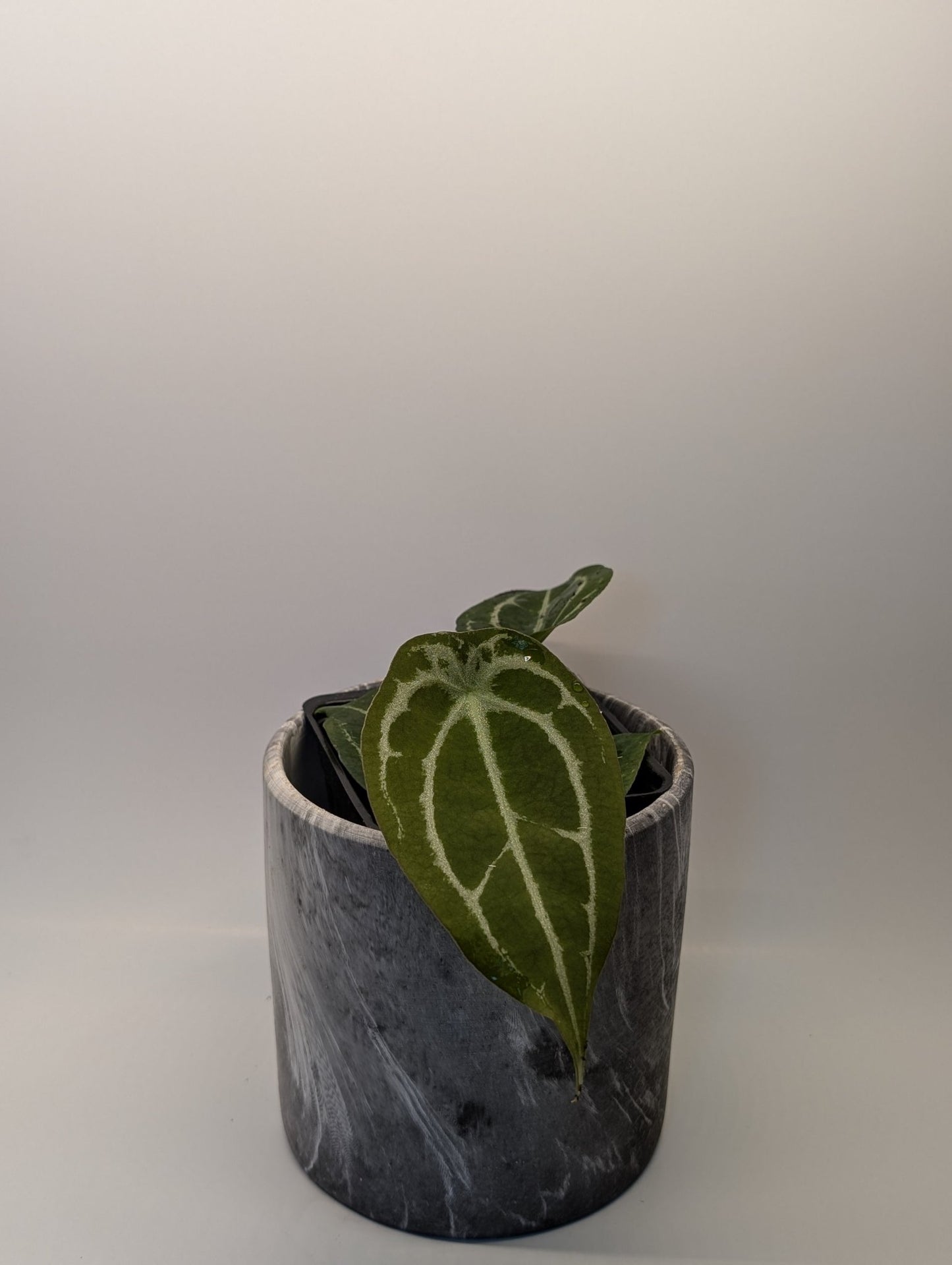 Anthurium Silver Streak x Forgetii - Botanical Rarities
