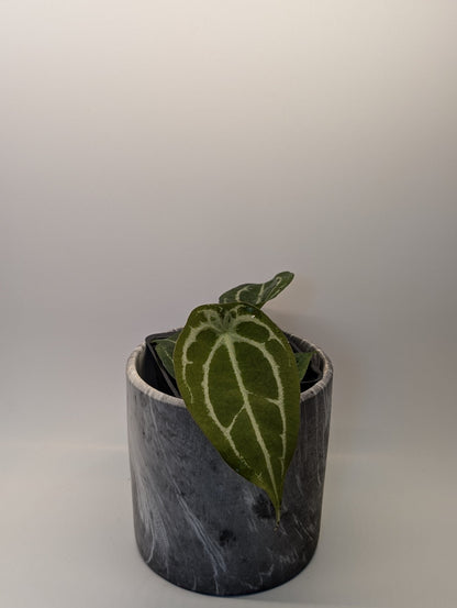 Anthurium Silver Streak x Forgetii - Botanical Rarities