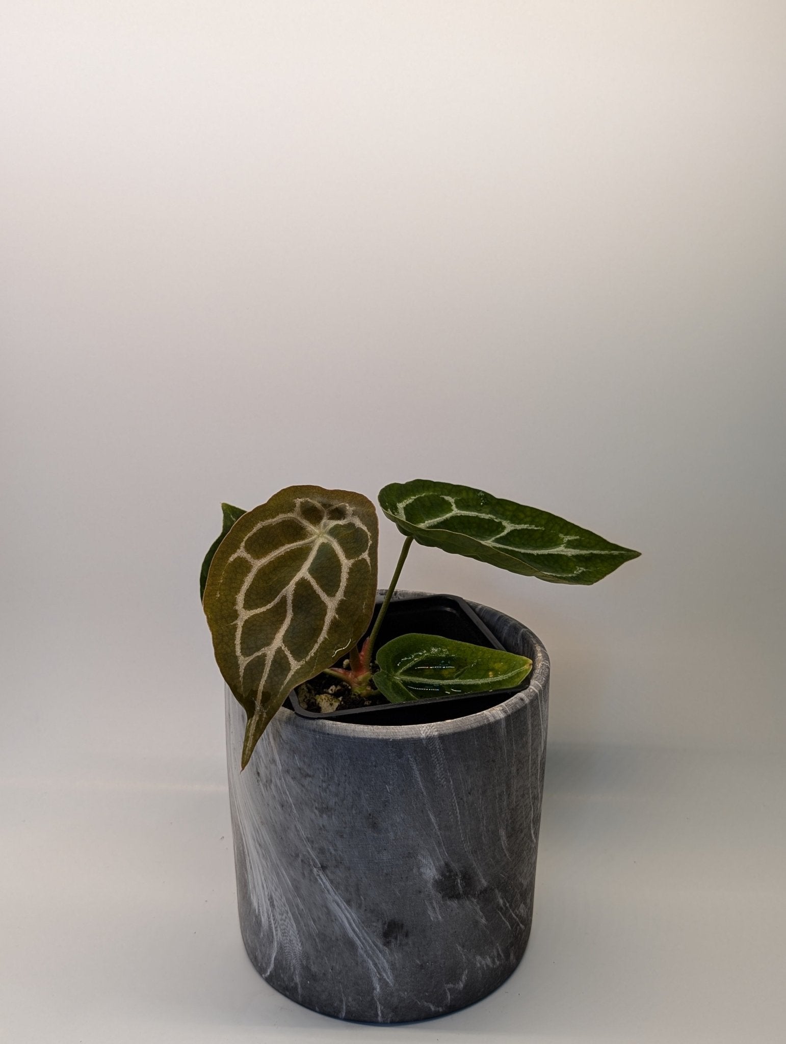 anthurium silver streak Anthurium Silver Streak x Forgetii