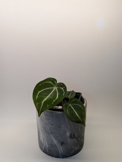 Anthurium Silver Streak x Forgetii - Botanical Rarities