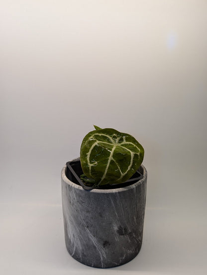 Anthurium Silver Streak x Forgetii - Botanical Rarities