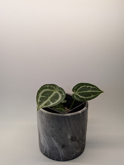 Anthurium Silver Streak x Forgetii - Botanical Rarities