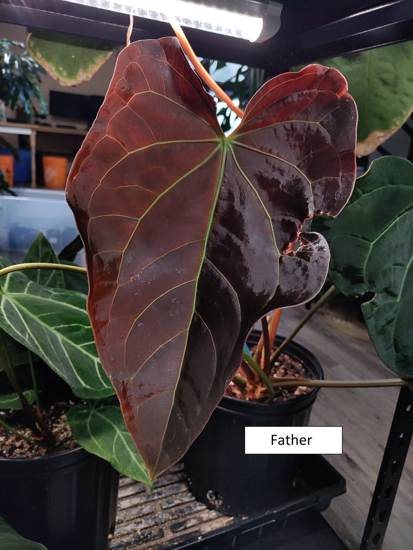 (Besseae aff x Magnificum) x (Dark Crystallinum x Papillilaminum) - Botanical Rarities