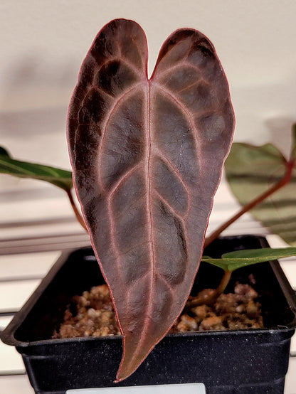 (Besseae aff x Magnificum) x (Dark Crystallinum x Papillilaminum) - Botanical Rarities
