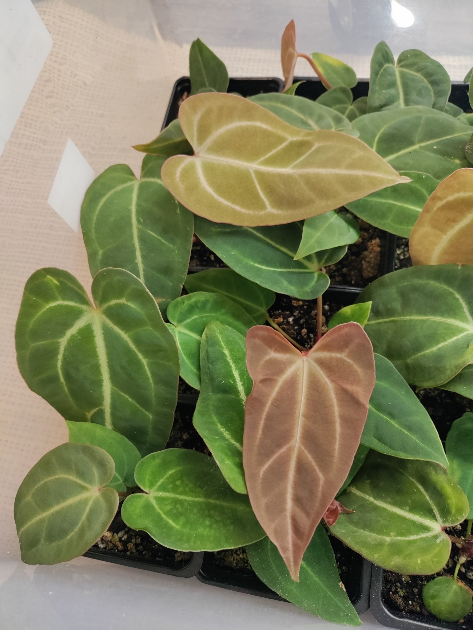 anthurium besseae vs crystallinum Anthurium (Bess aff x Mag) x (Dark Crystallinum x Papi) Hybrid Canada – Botanical Rarities