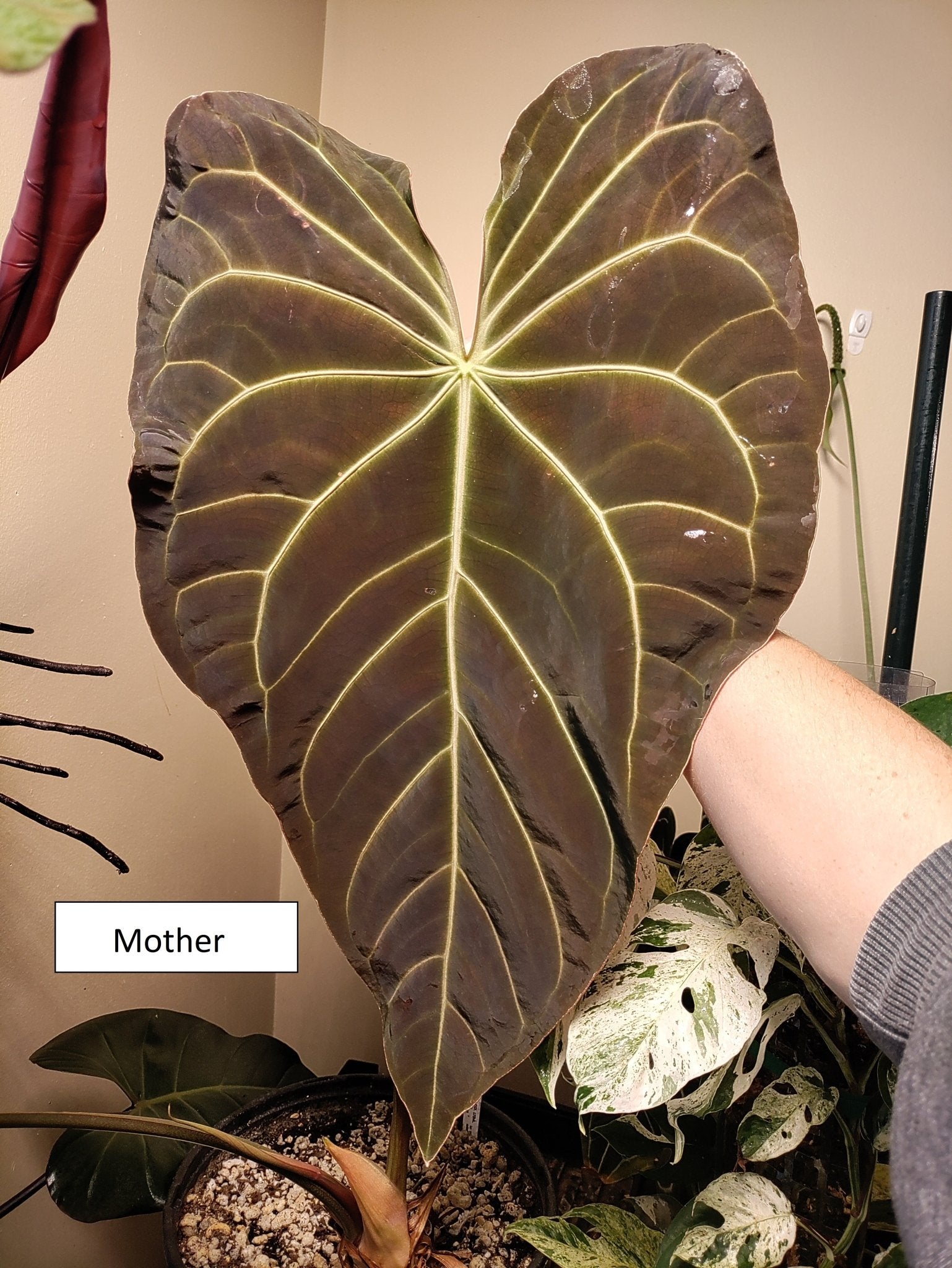 anthurium besseae vs crystallinum Anthurium (Bess aff x Mag) x (Dark Crystallinum x Papi) Hybrid Canada – Botanical Rarities