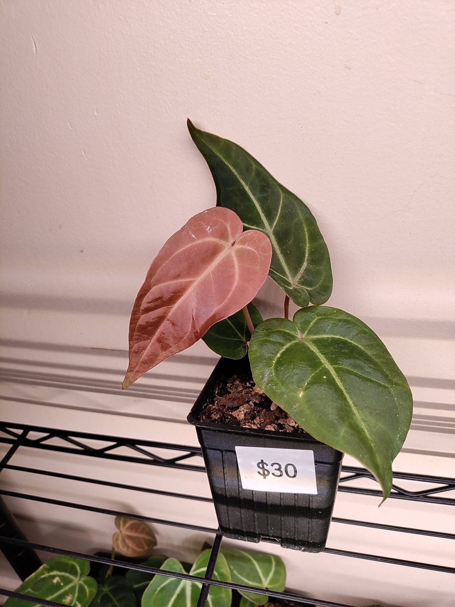anthurium besseae aff vs crystallinum Anthurium (Bess aff x Mag) x (Dark Crystallinum x Papi) Hybrid Canada – Botanical Rarities