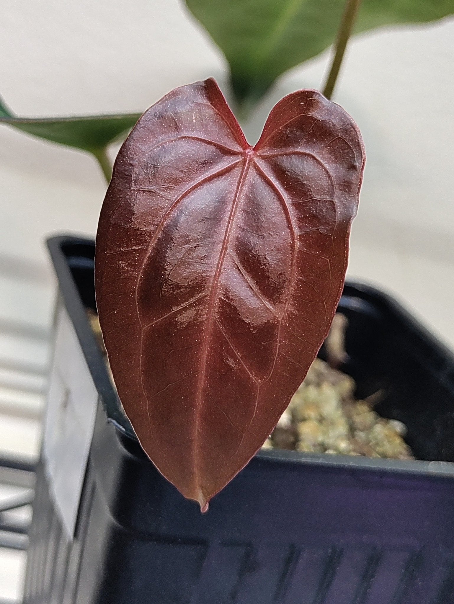 anthurium besseae dark Anthurium (Bess aff x Mag) x (Dark Crystallinum x Papi) Hybrid Canada – Botanical Rarities