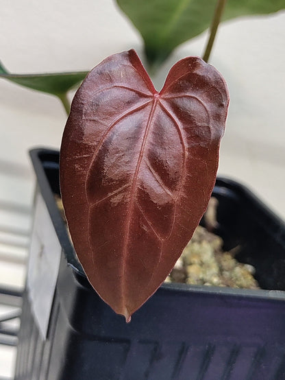 anthurium red magnificum x papillilaminum Anthurium (Bess aff x Mag) x (Dark Crystallinum x Papi) Hybrid Canada – Botanical Rarities