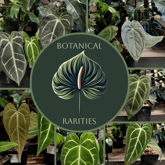 Botanical Rarities Gift Card - Botanical Rarities