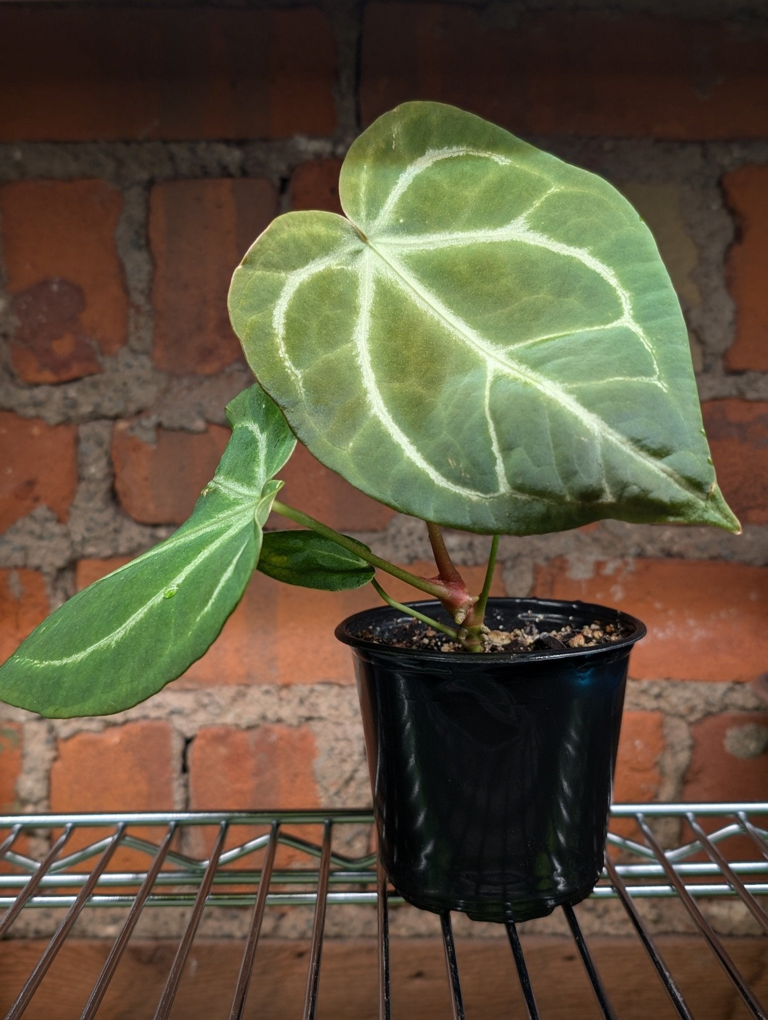 anthurium magnificum x forgetii Anthurium Magnificum x (Crystallinum x Forgetii)