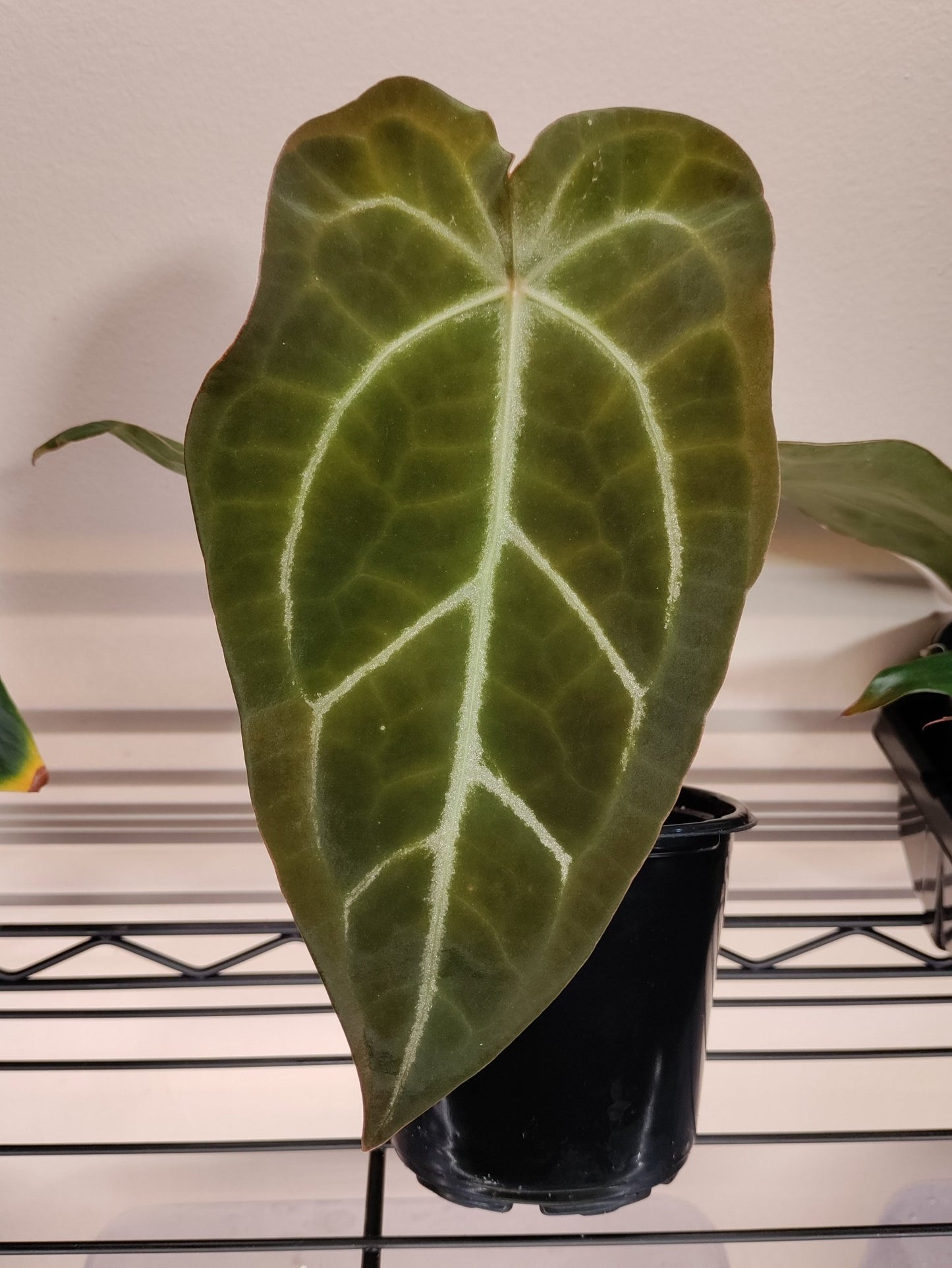 Magnificum x (Crystallinum x Forgetii) - Botanical Rarities
