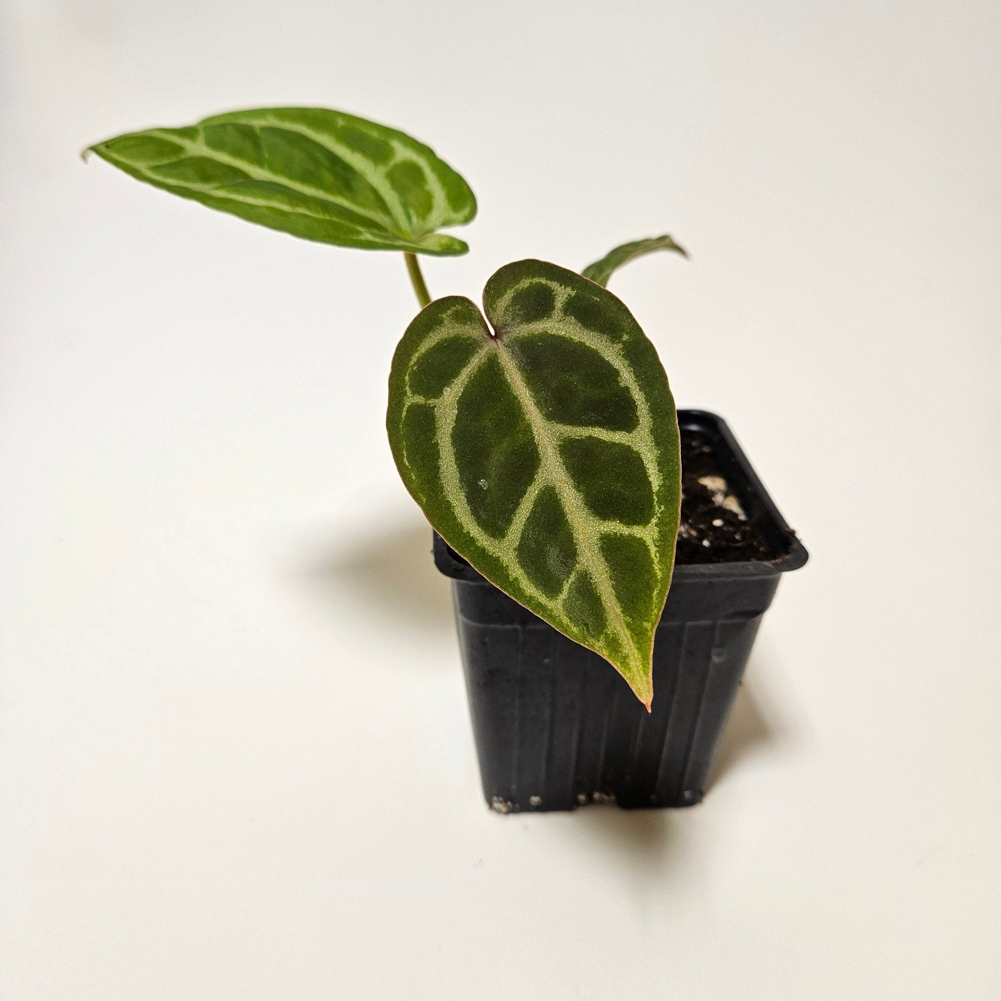 Anthurium Michelle x (Zara x Michelle) Red/Purple Doc Block 3.5