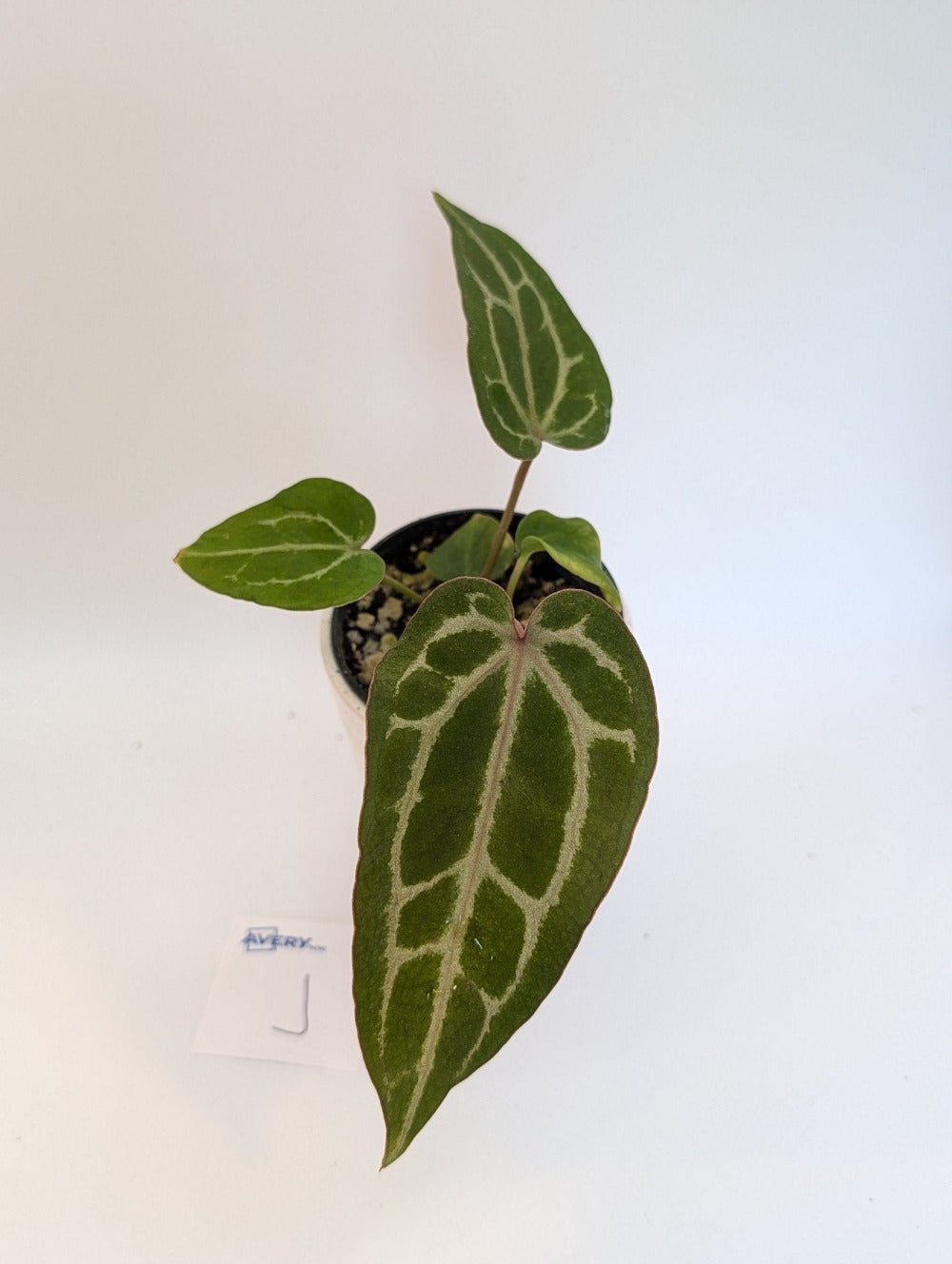 Michelle x (Zara x Michelle) - Botanical Rarities