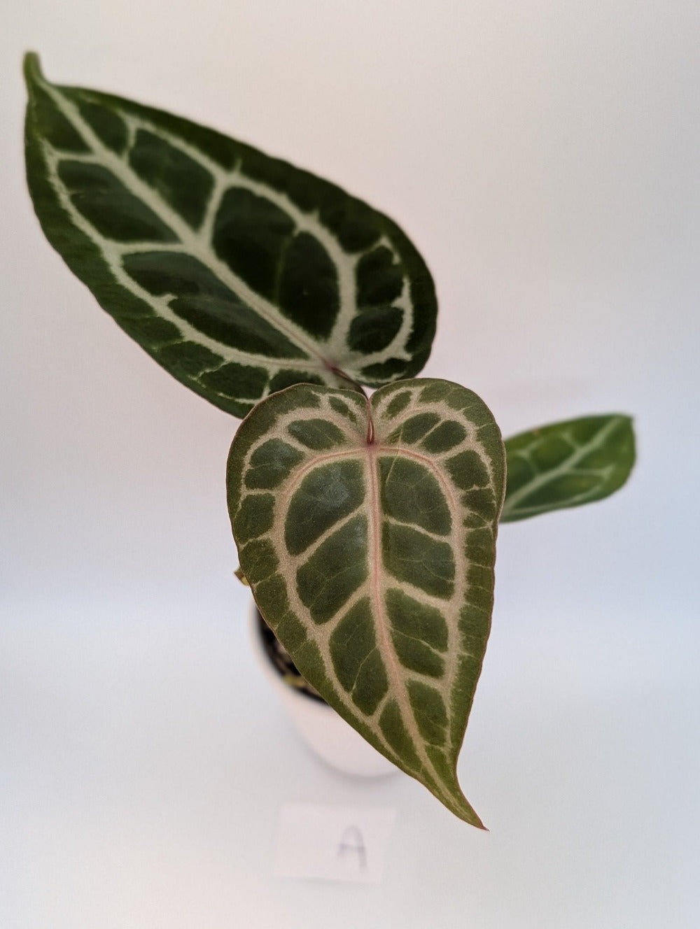 Anthurium Michelle x (Zara x Michelle) Red/Purple Doc Block 3.5