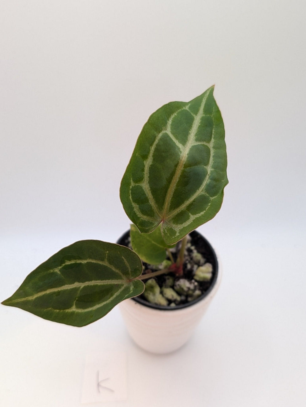Anthurium Michelle x (Zara x Michelle) Red/Purple Doc Block 3.5