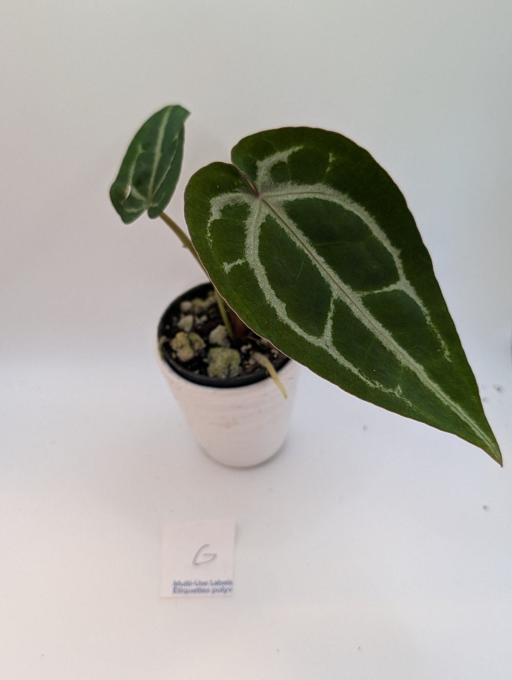 Anthurium Michelle x (Zara x Michelle) Red/Purple Doc Block 3.5