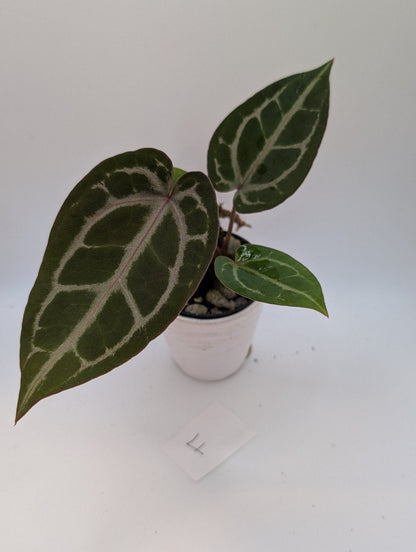 Michelle x (Zara x Michelle) - Botanical Rarities