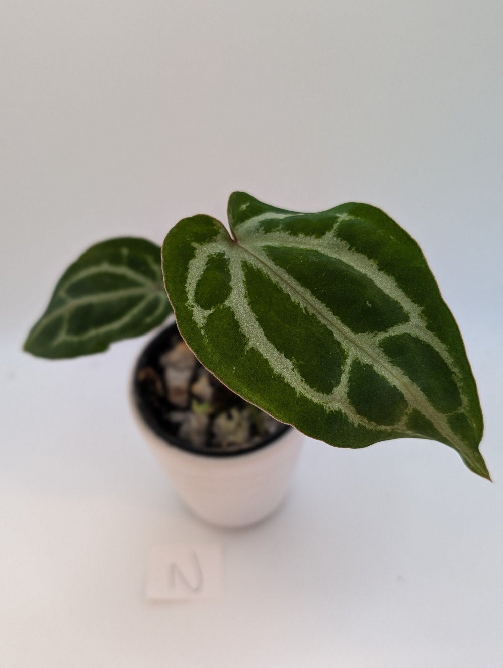 Michelle x (Zara x Michelle) - Botanical Rarities