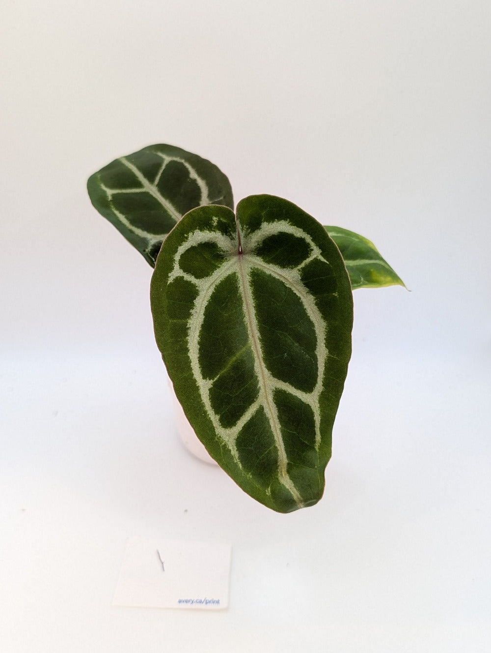 Michelle x (Zara x Michelle) - Botanical Rarities