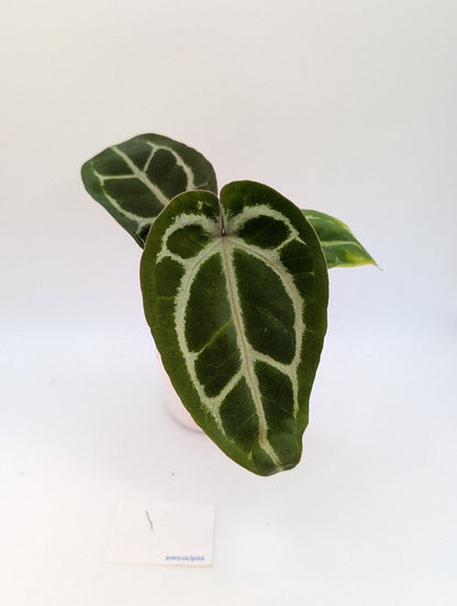 Michelle x (Zara x Michelle) - Botanical Rarities