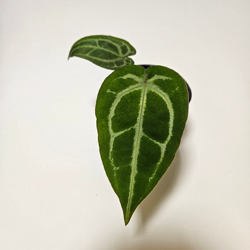 Anthurium Michelle x (Zara x Michelle) Red/Purple Doc Block 3.5