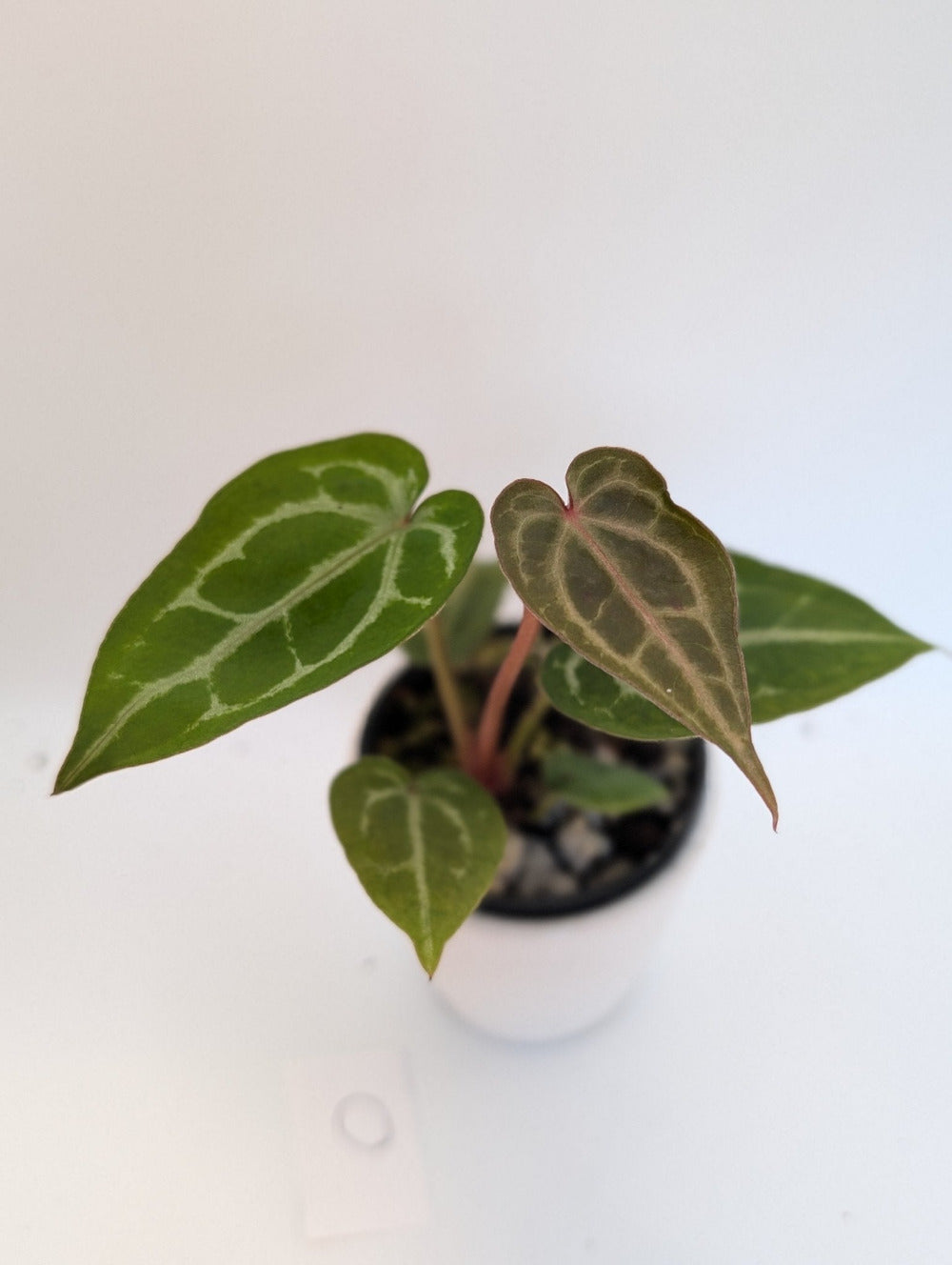 Anthurium Michelle x (Zara x Michelle) Red/Purple Doc Block 3.5